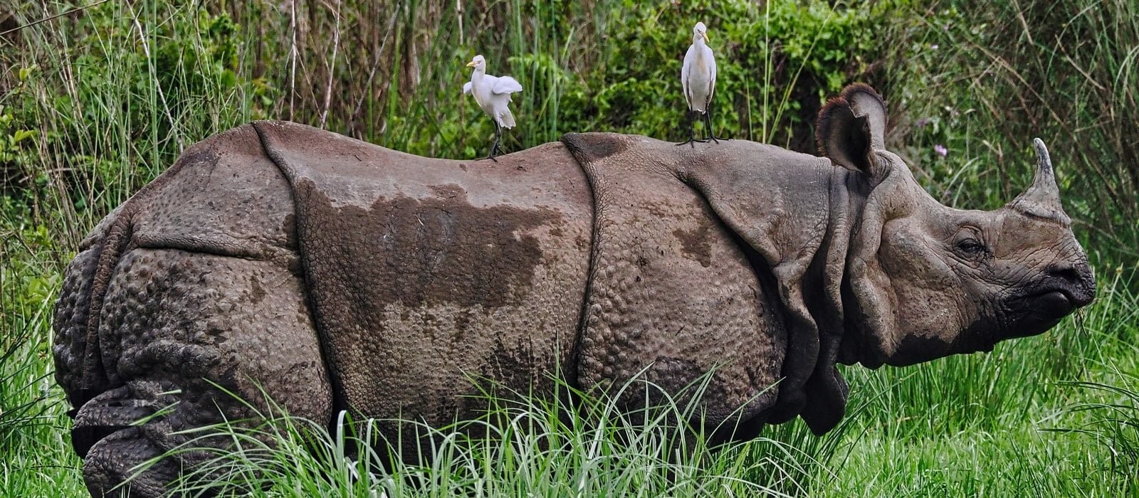 Kathmandu Chitwan Tour